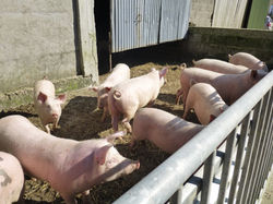 Cochons de la Ferme de la Forge