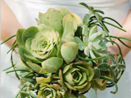 Flowers That Can Survive with Little Water