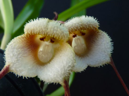 Animal-Looking Flowers