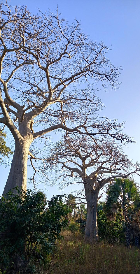 baobab.jpg