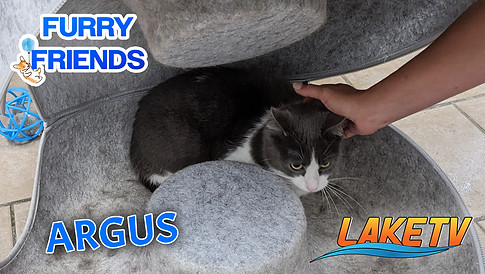 Cat Argus being petted, for Lake TV Furry Friends