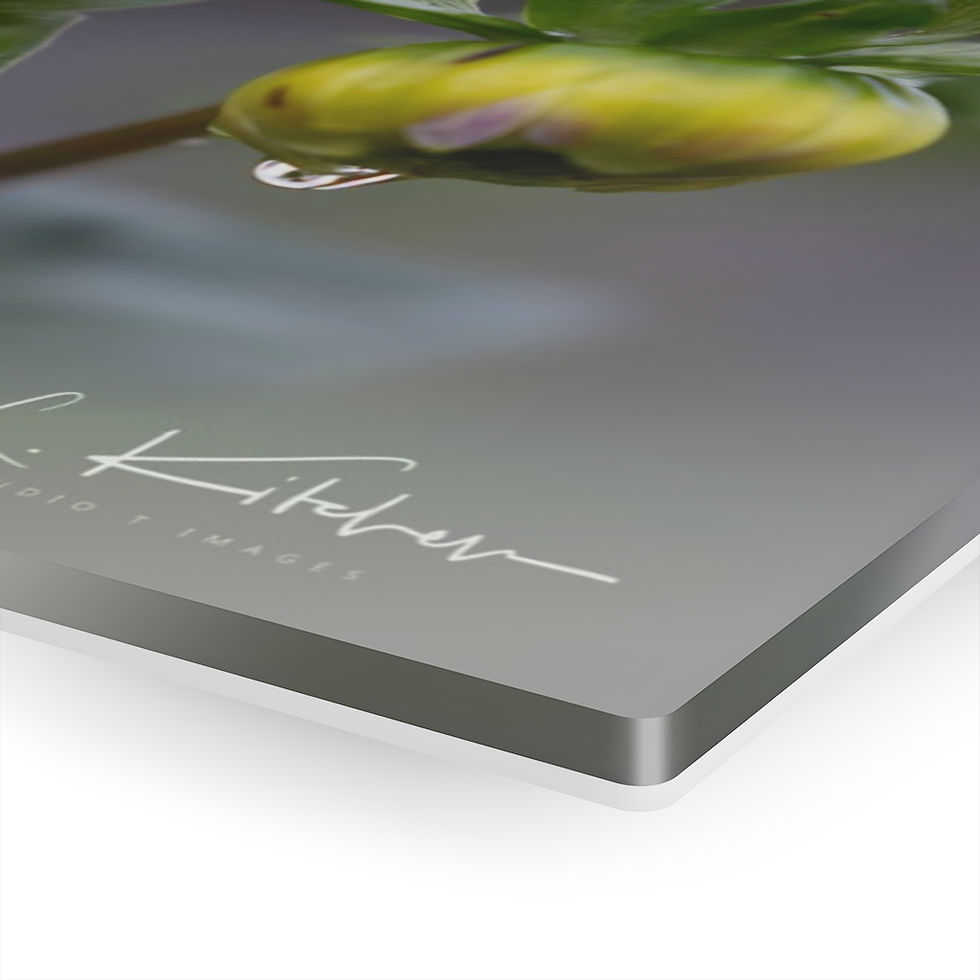 Thumbnail: Gallery wrap print of flower bud, signed C. Kitchen