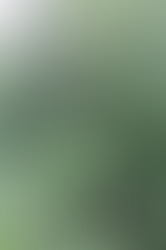 つるあじさいがきれいに咲いてきました