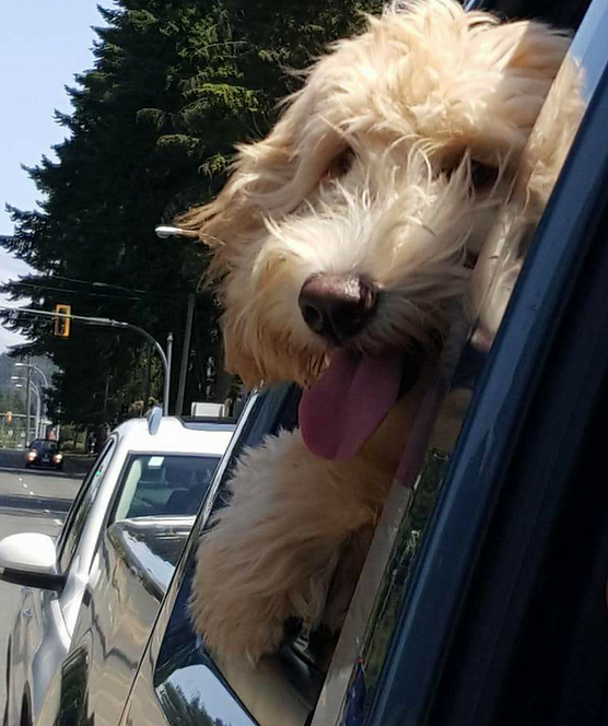 deecor goldendoodles