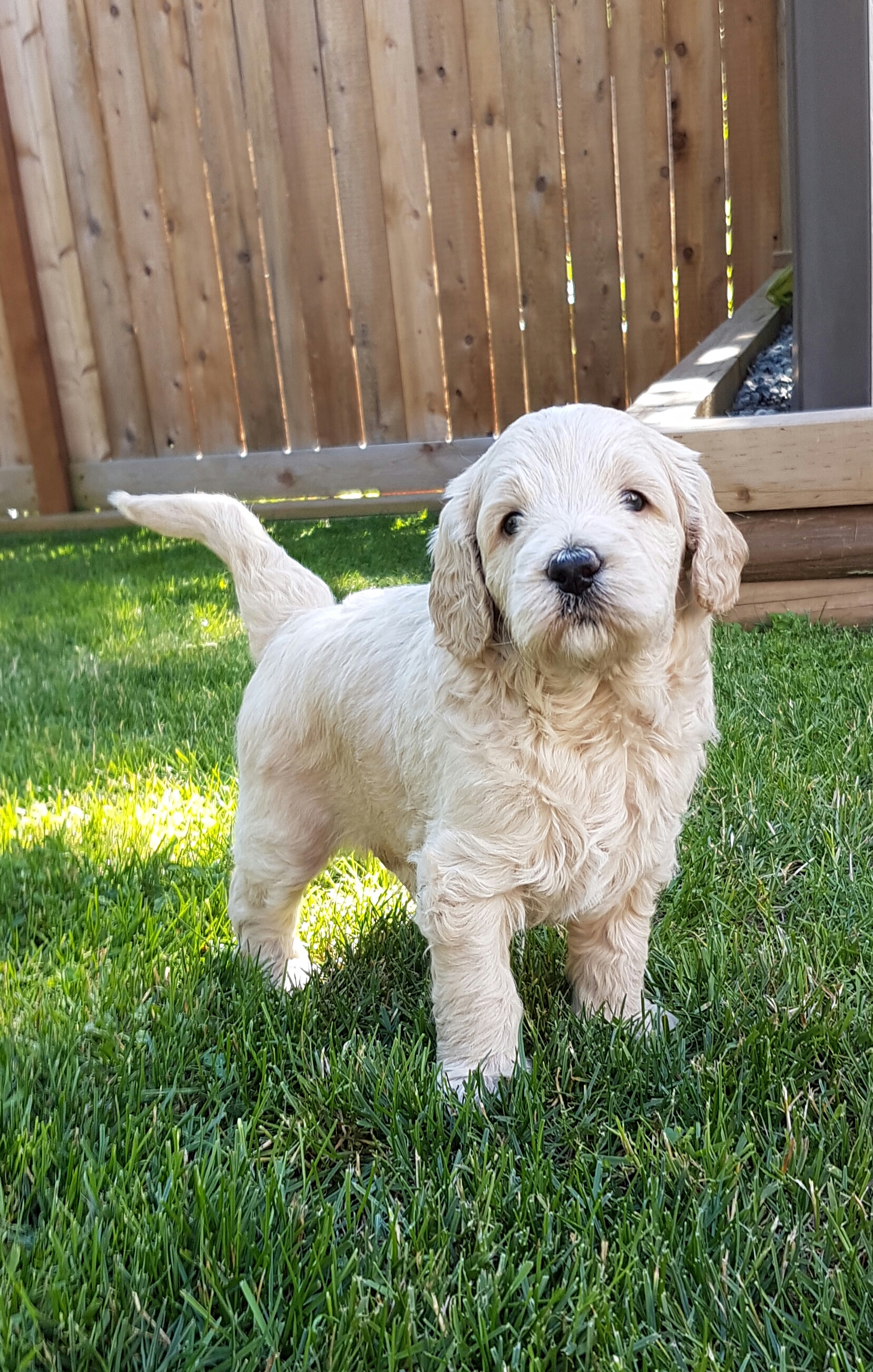 DeeCor Goldendoodles,Goldendoodle breeder Vancouver Island B.C. Canada