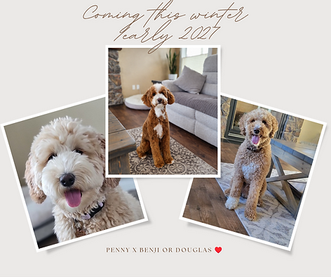 Pennys planned retirement litter of mini Goldendoodles.