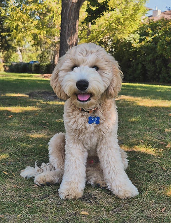 Kobe, our mini Goldendoodle dad.