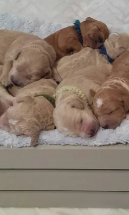 deecor goldendoodles