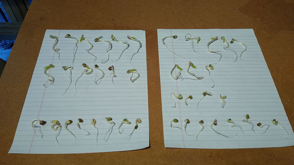 ree