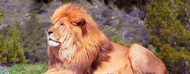 sigean-home-header-1_edited.jpg