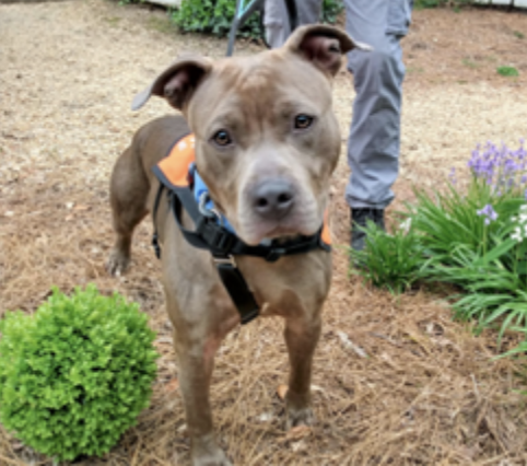 Two years and one month old, female, Terrier Pit Bull Mix