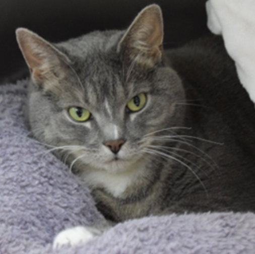 Six years old, femlae, Domestic Shorthair Mix