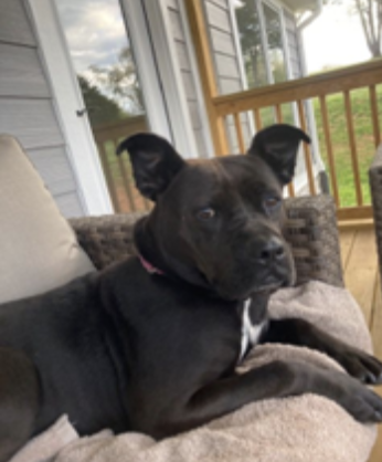 Six years and three months old, female, Terrier Pit Bull Mix