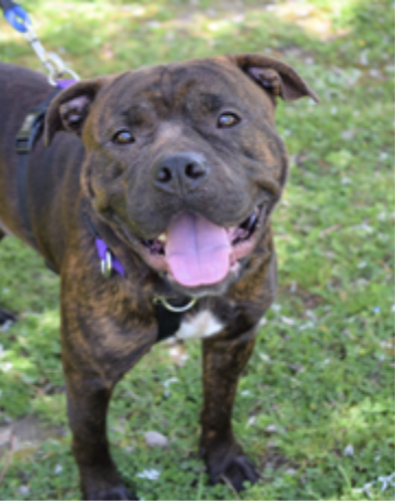 One year old, male, Terrier Pitbull Mix