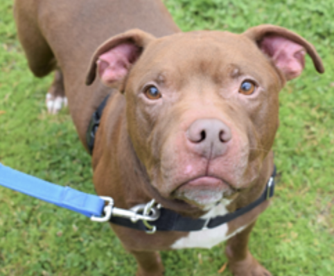 Nine years old, male, Pit Bull Terrier