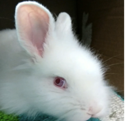 Six months old, Domestic Rabbit