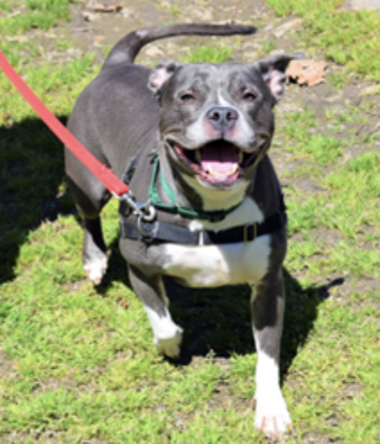 Five years and two months old, female, Terrier Pit Bull Mix
