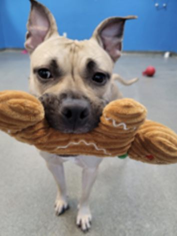 Four years old, Pit Bull Terrier Mix