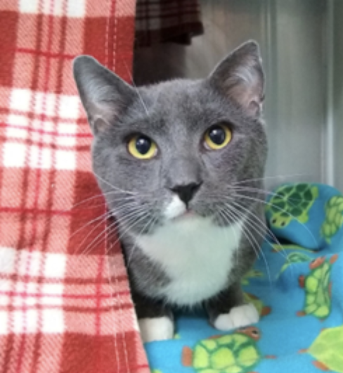One year old, male, Domestic Shorthair Mix