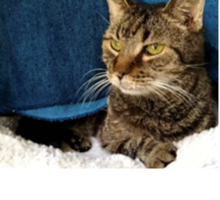 Fourteen year old, Domestic Medium Hair Cat, deaf