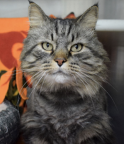 Eight years and one month old, male, Domestic Medium Hair Mix