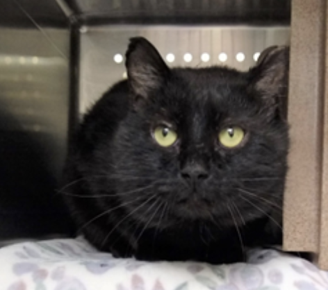 Four years and one month old, male, Domestic Shorthair Mix
