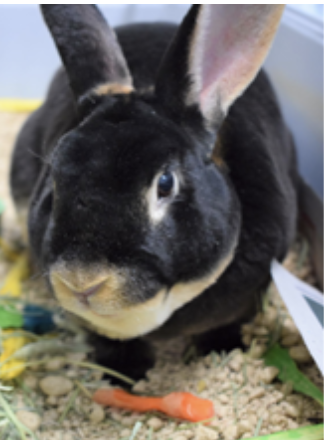Four years old and one month, male, Rex/American 