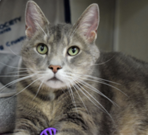 Seven years old, male, Domestic Shorthair Mix 