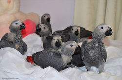 African Grey