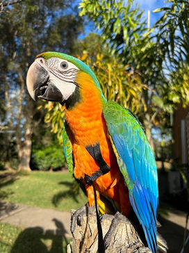 Catalina Macaw