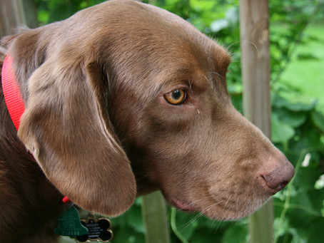A Dog's Passing: planning ahead and coping