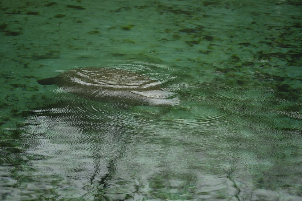 manatee