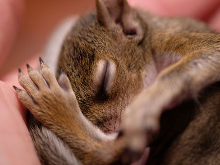 Making a Difference - The Squirrel Sisters