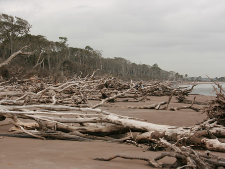 Dry Bones