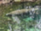 manatee