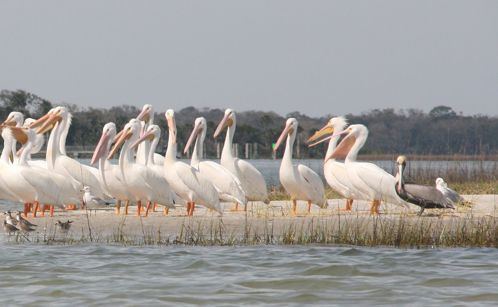 many pelicans on a sandbar showing one brown very small pelican with large white pelicans