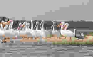many pelicans on a sandbar showing one brown very small pelican with large white pelicans