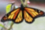 ree