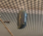 ree