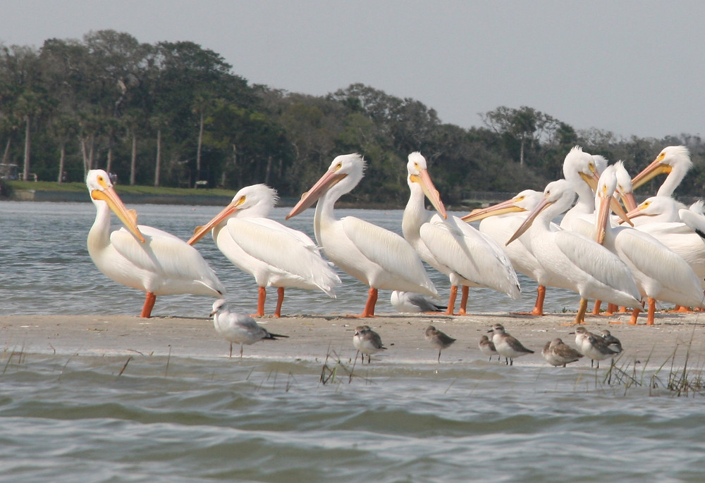 White Pelicans on a sandbar with other small birds, near Little Talbot Island, south of Amelia Island, Florida