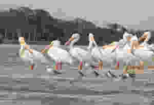 White Pelicans on a sandbar with other small birds, near Little Talbot Island, south of Amelia Island, Florida