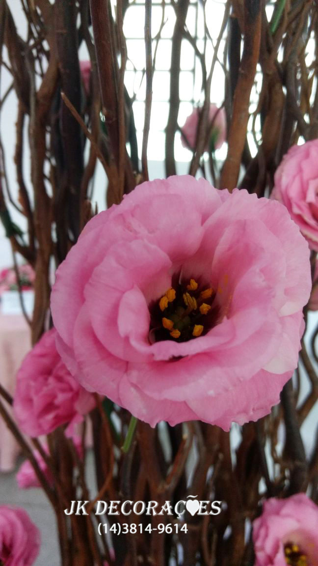 casmento 20-05-2017 (2)