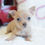 Thumbnail: Lilac-Female- Chihuahua 