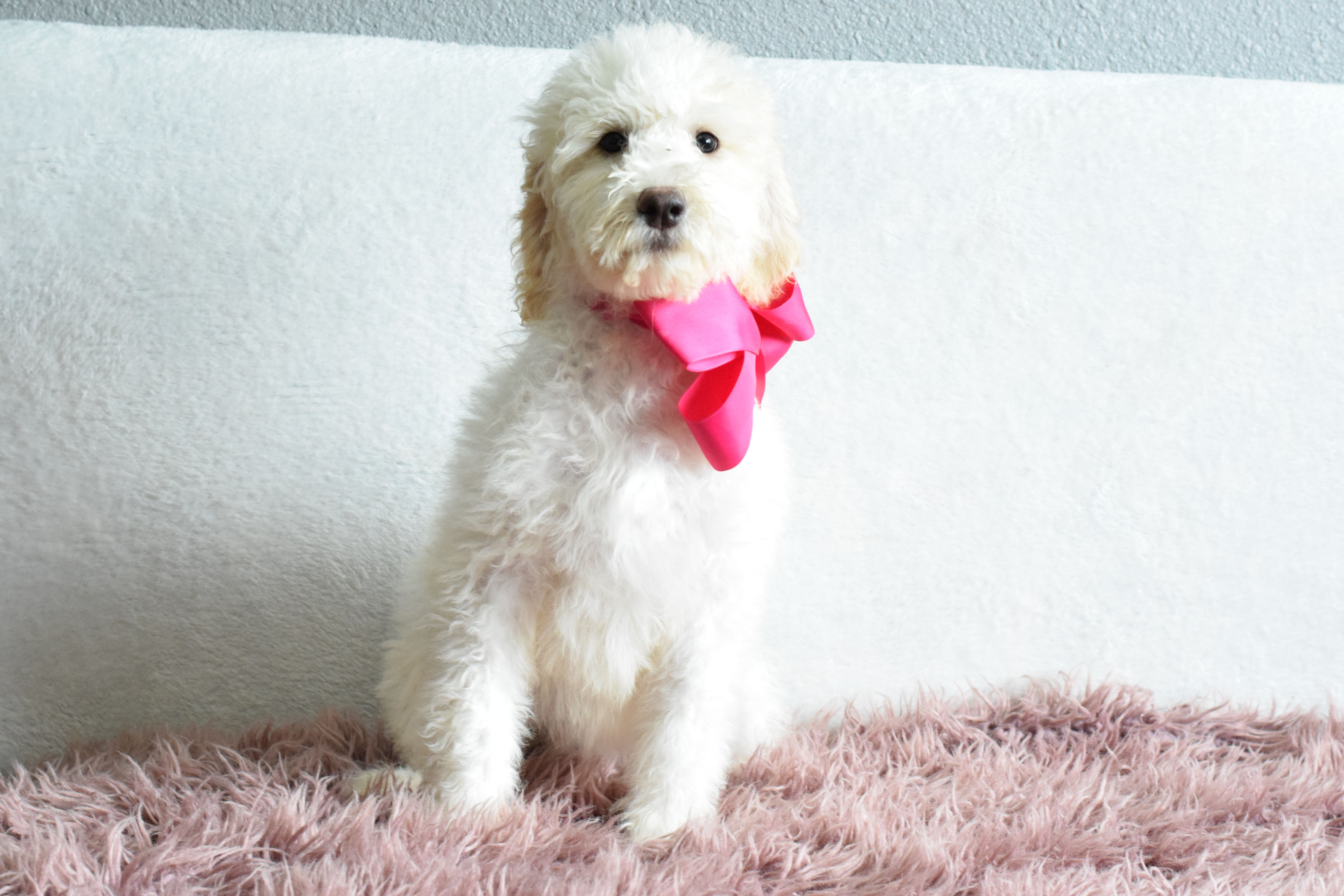 Daisy -female -F1b Medium Goldendoodle