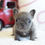 Thumbnail: Magenta- French Bulldog - Female congratulations to the Martin Family 