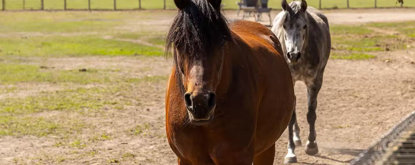 horses walk in the pasture