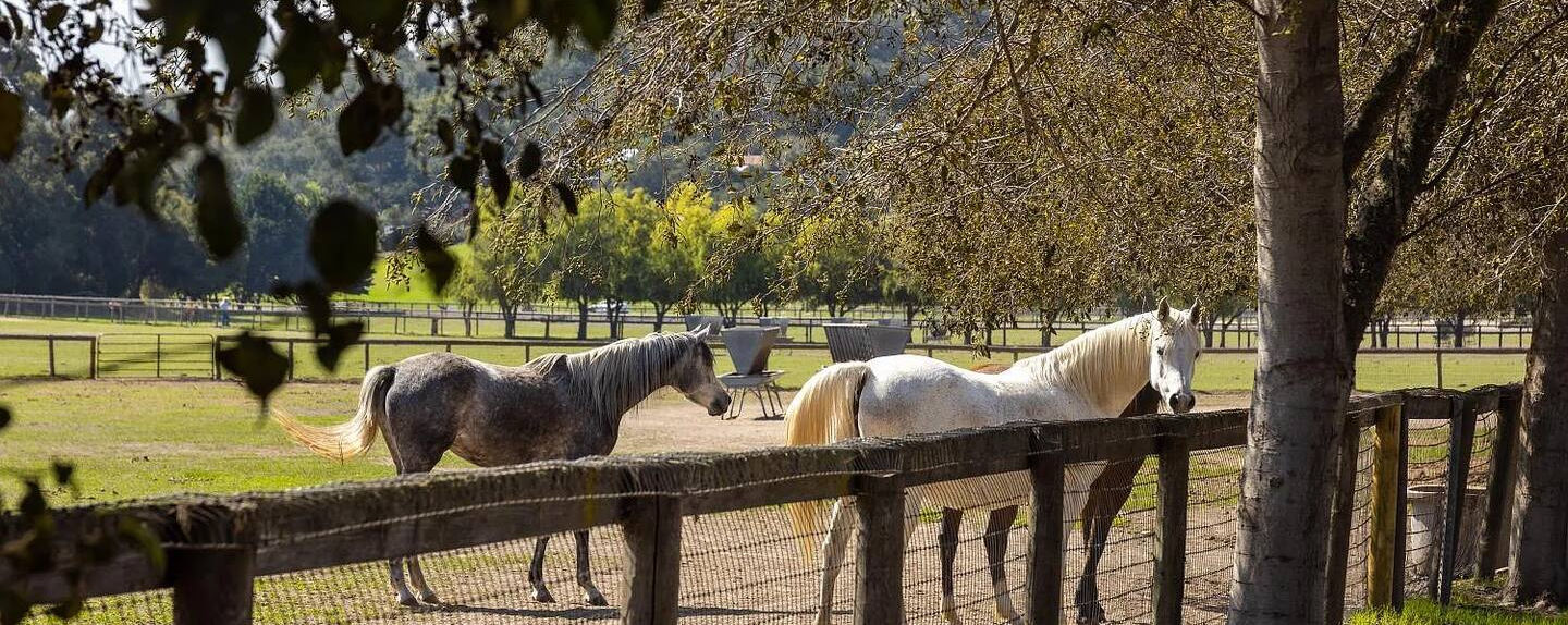 horses in the pasture of our slo wedding venue