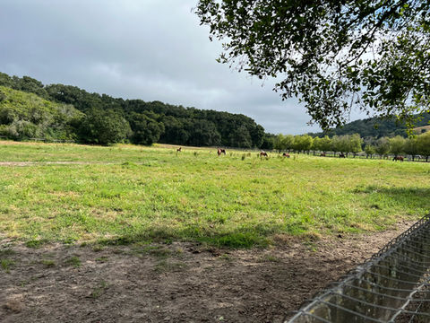 Varian Equestrian pasture