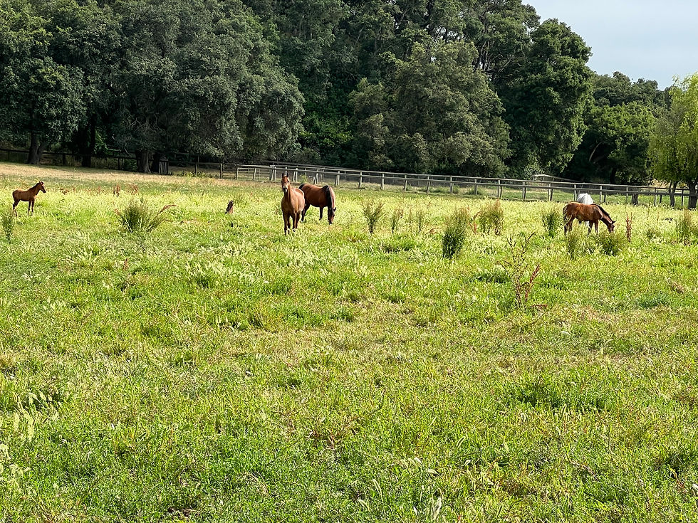 green pasture against rolling hills