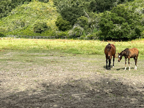 Varian Equestrian pasture